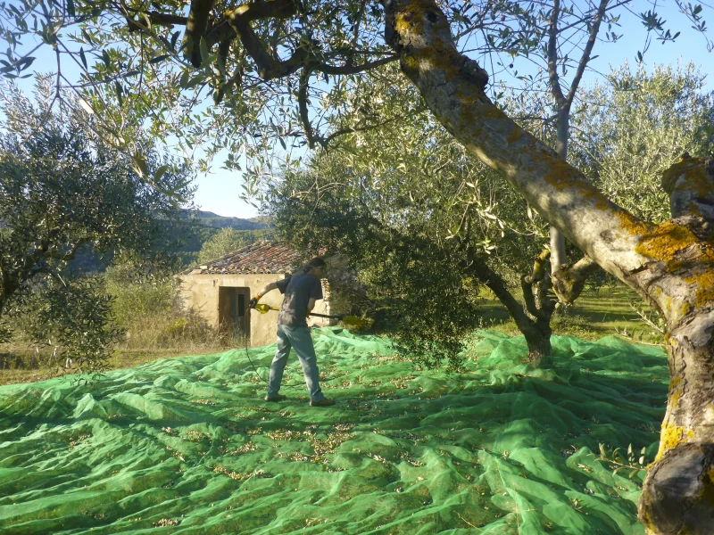 Beim Oliven pflücken Ein Mensch schüttelt Oliven von einem Baum und sammelt sie auf einem großen Netz auf dem Boden.